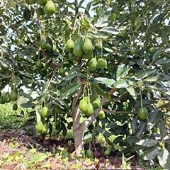 Hass avocado tree for sale  Delivered anywhere in USA 