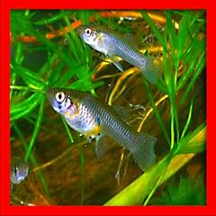 Natures joy fish for sale  Delivered anywhere in USA 