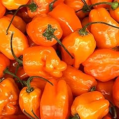 Clovers garden habanero for sale  Delivered anywhere in USA 