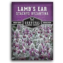 Lamb ear seeds for sale  Delivered anywhere in USA 
