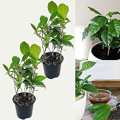 Camellia sinensis plants for sale  Delivered anywhere in UK