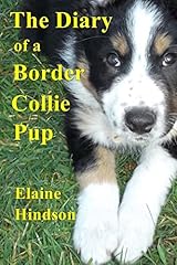 Diary border collie for sale  Delivered anywhere in UK