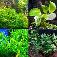 Mainam different anubias for sale  Delivered anywhere in USA 