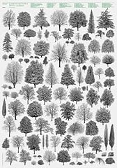 Architettura degli alberi. usato  Spedito ovunque in Italia 