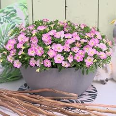 Calibrachoa fancy francy for sale  Delivered anywhere in UK