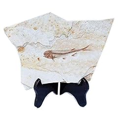 Sunnyhill fish fossil for sale  Delivered anywhere in USA 