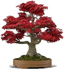 Japanese red maple for sale  Delivered anywhere in USA 