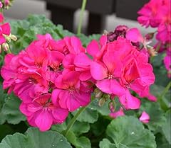 Live geranium plant for sale  Delivered anywhere in USA 