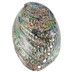Besportble abalone seashells for sale  Delivered anywhere in UK