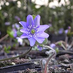 Blumixx stauden hepatica gebraucht kaufen  Wird an jeden Ort in Deutschland