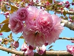 One kwanzan cherry for sale  Delivered anywhere in USA 
