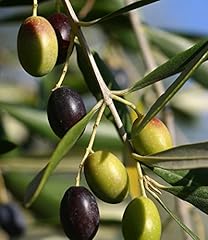 Pianta ulivo frantoio usato  Spedito ovunque in Italia 