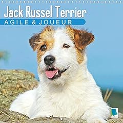 Jack russell terrier d'occasion  Livré partout en Belgiqu