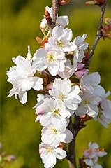 Japanische säulenzierkirsche  gebraucht kaufen  Wird an jeden Ort in Deutschland