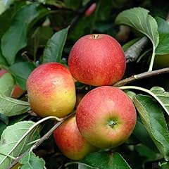 Elstar apfel apfelbaum gebraucht kaufen  Wird an jeden Ort in Deutschland