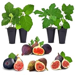 Fig tree. set for sale  Delivered anywhere in USA 