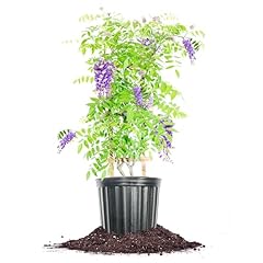 Perfect plants amethyst for sale  Delivered anywhere in USA 