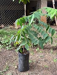 Star fruit tree for sale  Delivered anywhere in USA 