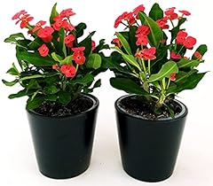Powers flowers euphorbia usato  Spedito ovunque in Italia 