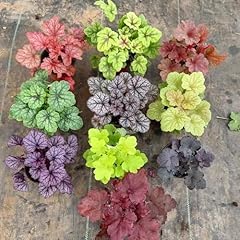 Semi heuchera campane usato  Spedito ovunque in Italia 