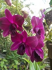 Dendrobium genting rose for sale  Delivered anywhere in USA 