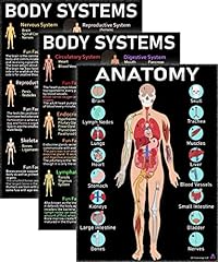 Human anatomy body for sale  Delivered anywhere in USA 