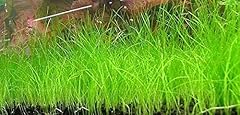 60x eleocharis acicularis d'occasion  Livré partout en France
