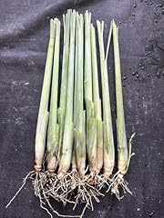 Lemongrass plant strong for sale  Delivered anywhere in USA 