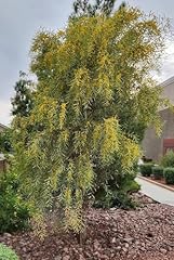 Acacia saligna seeds for sale  Delivered anywhere in USA 