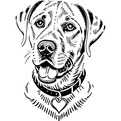 Labrador retriever dog for sale  Delivered anywhere in UK