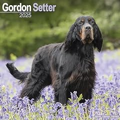 Gordon setter 2025 for sale  Delivered anywhere in UK