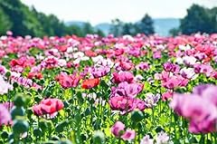 Afghan poppy mixed for sale  Delivered anywhere in USA 