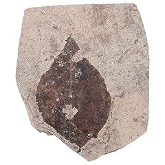 Ibasenice plant fossilized for sale  Delivered anywhere in USA 