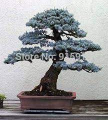Bonsai abete blu usato  Spedito ovunque in Italia 