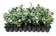 Star jasmine live for sale  Delivered anywhere in USA 