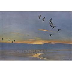 Pinkfeet flighting sir for sale  Delivered anywhere in UK