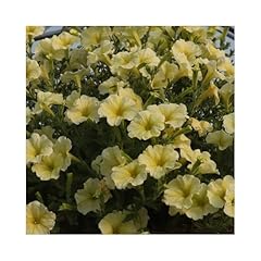 Petunia surfinia impulz for sale  Delivered anywhere in UK