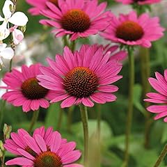 Echinacea magnus hardy for sale  Delivered anywhere in UK