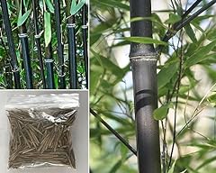 Black bamboo phyllostachys for sale  Delivered anywhere in UK