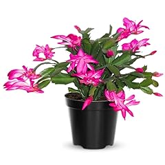 Pack pink christmas for sale  Delivered anywhere in USA 