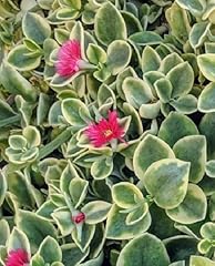 Aptenia cordifolia variegata usato  Spedito ovunque in Italia 