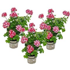 Geranien hängend pelargonium gebraucht kaufen  Wird an jeden Ort in Deutschland