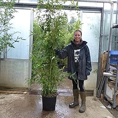 Large bamboo plants for sale  Delivered anywhere in UK
