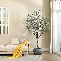 Lomanto olive trees for sale  Delivered anywhere in USA 