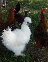 Fertile bantam hatching for sale  Delivered anywhere in USA 
