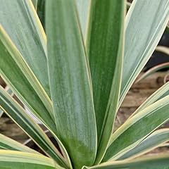 Yucca variegata outdoor for sale  Delivered anywhere in UK