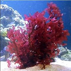 Live saltwater gracilaria for sale  Delivered anywhere in USA 