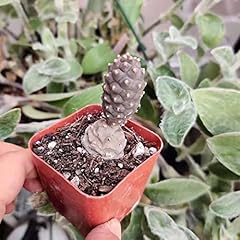 Foliagems live cactus for sale  Delivered anywhere in USA 