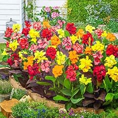 Votaniki dwarf canna for sale  Delivered anywhere in USA 