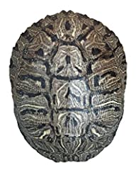 Pond turtle shell for sale  Delivered anywhere in USA 